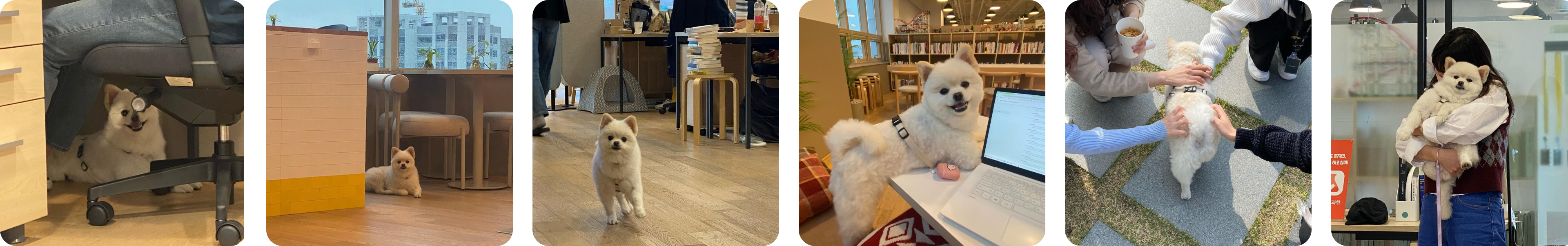 pet friendly