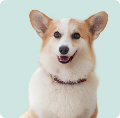 pet